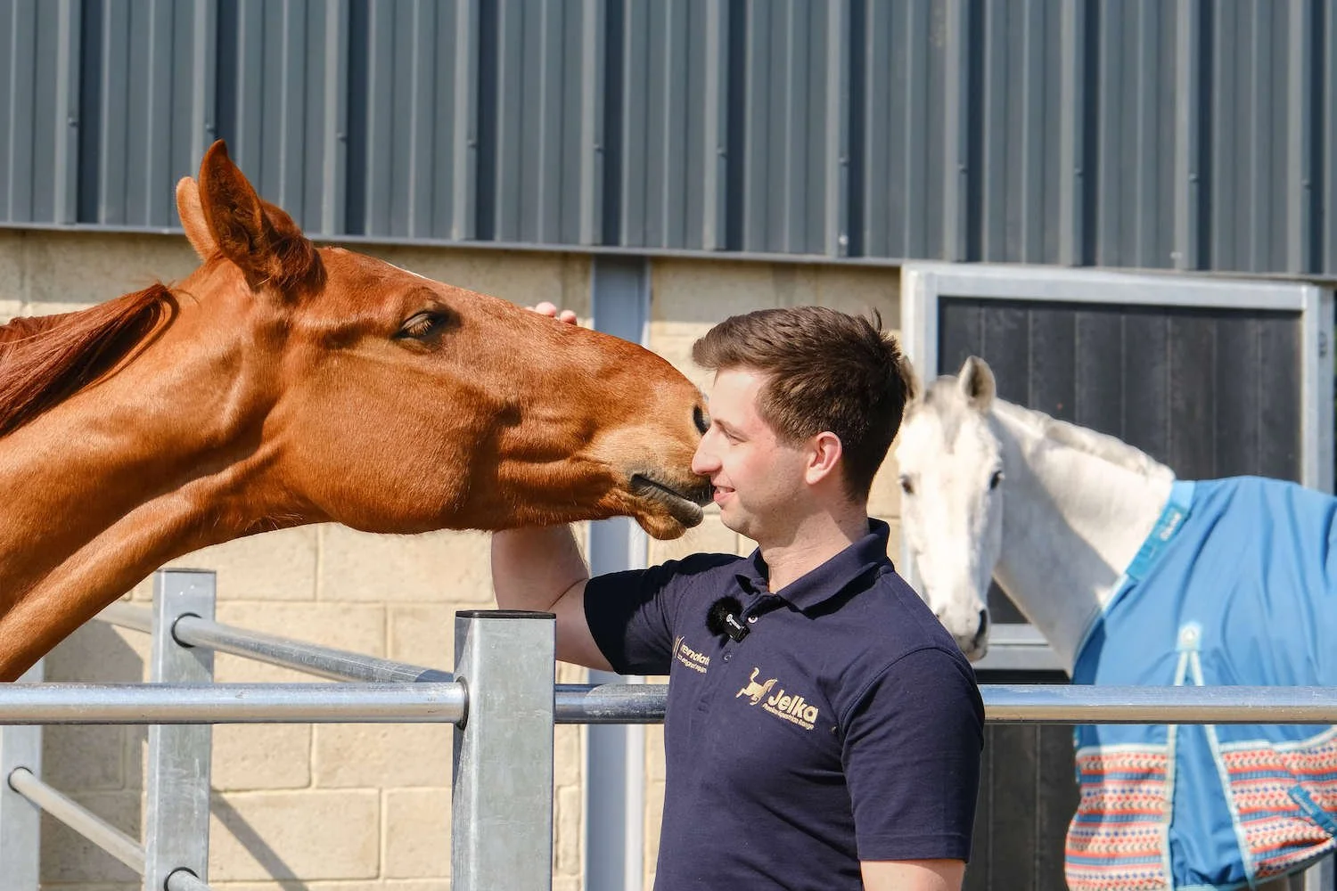 Horse_Welfare_Marketing_EQuerry.jpg