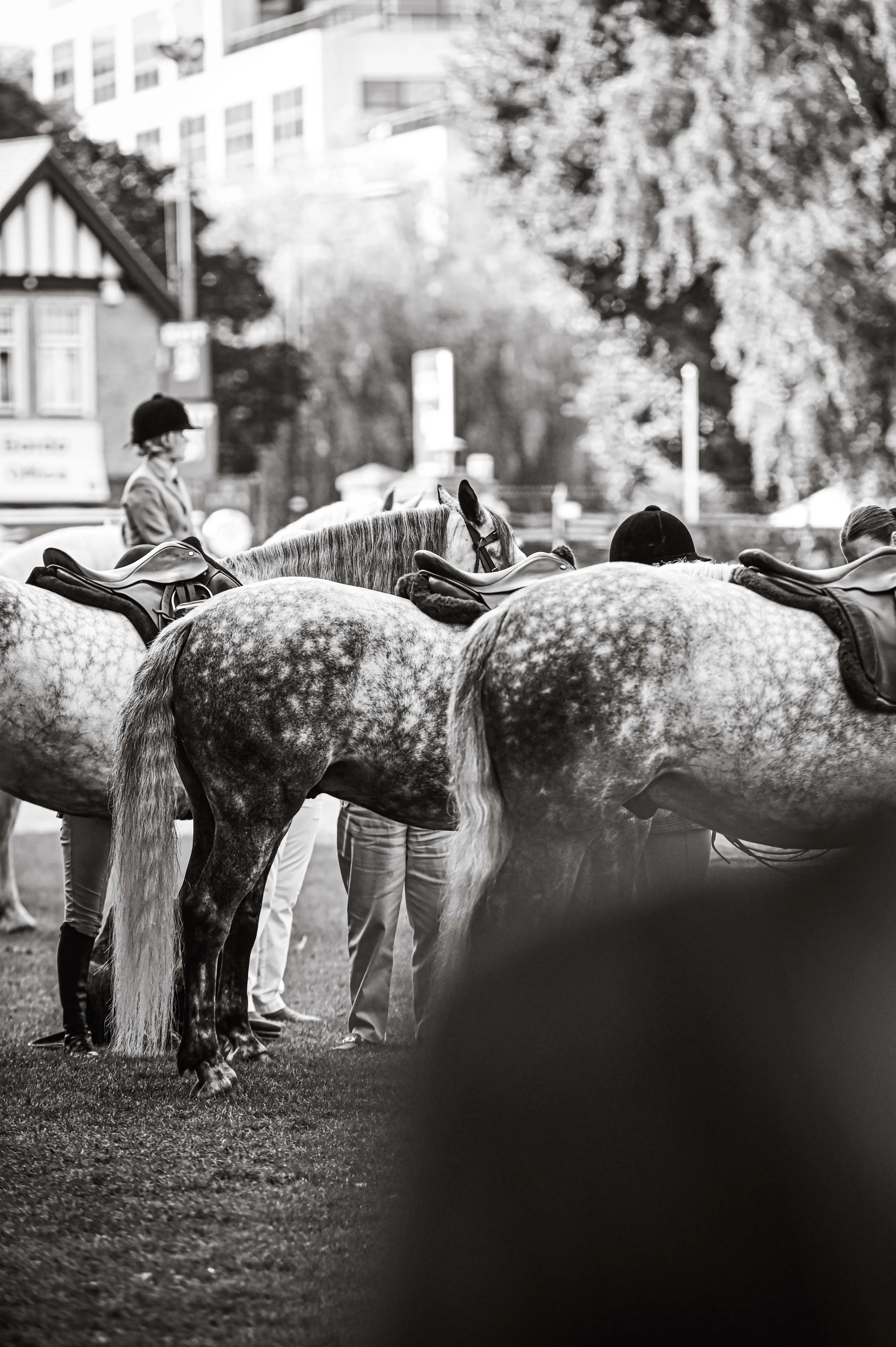 dublin-horse-show-equestrian-marketing-EQuerry