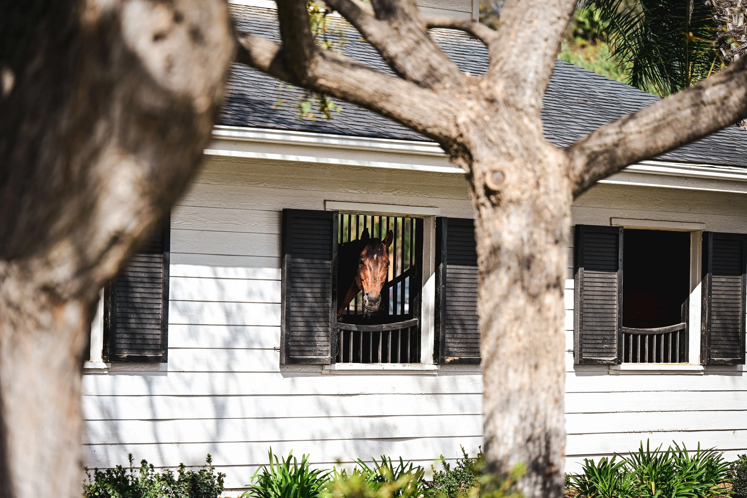 horse-yard-stable-equestrian-markting-EQuerry-experts