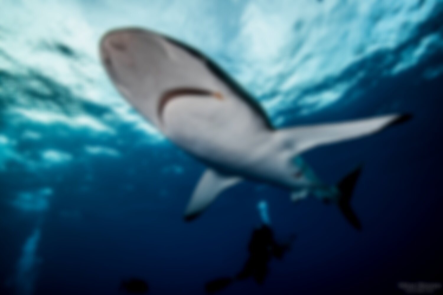 Conservation Organization Ocean Blue Tree Conservation Organization Ocean Blue Tree