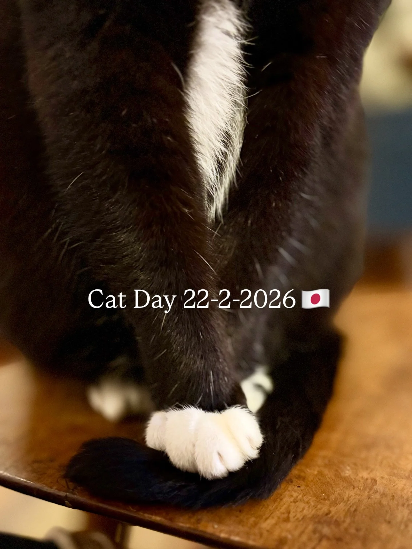 22nd February is Cat Day in Japan 😻

The number 2 is pronounced &ldquo;ni&rdquo; in Japanese &mdash; so 222 sounds like nyan nyan nyan (meow meow meow).
Of course, Columbo is expecting a very special treat🖤

The online shop is open until the end of