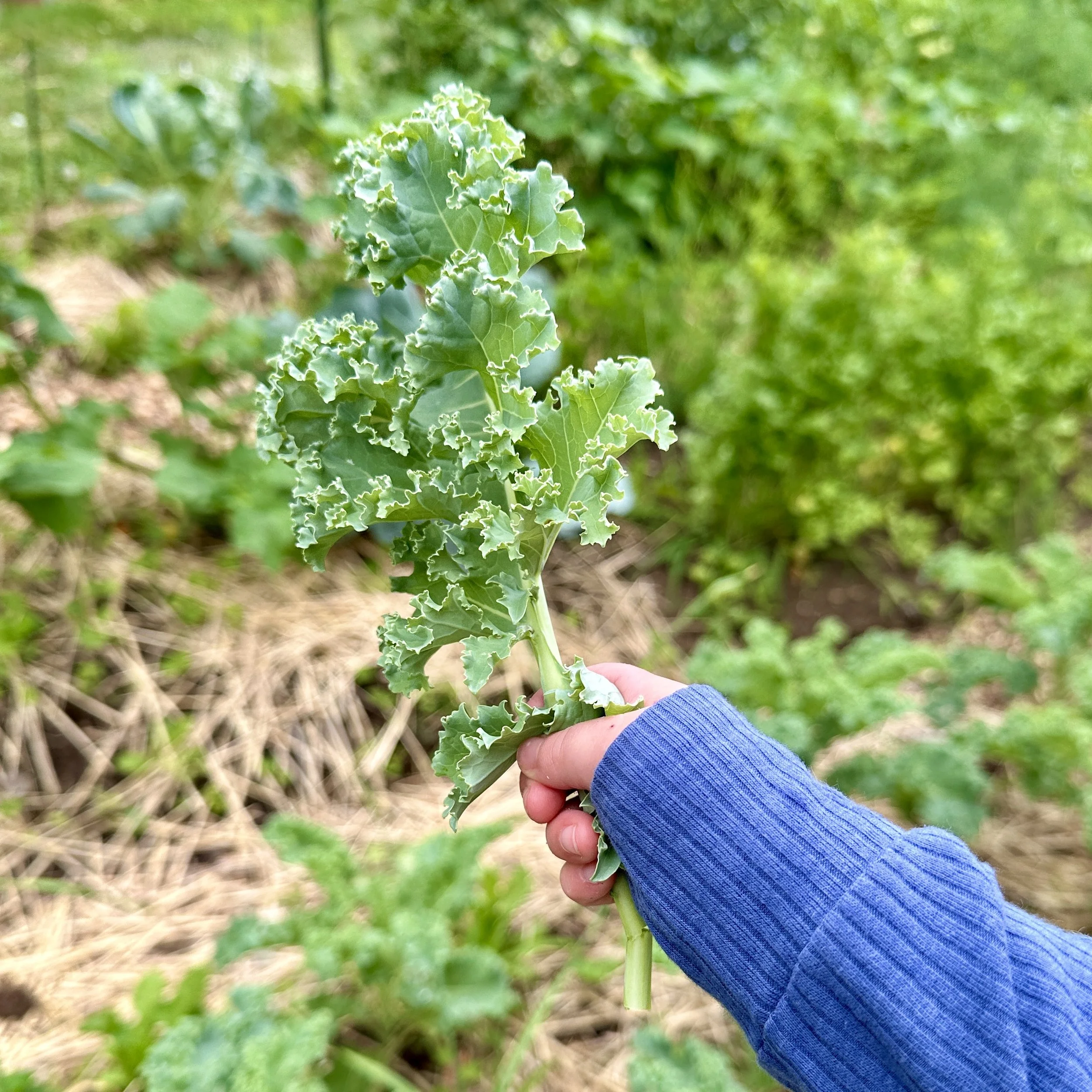 The Garden: Growth Takes Time
