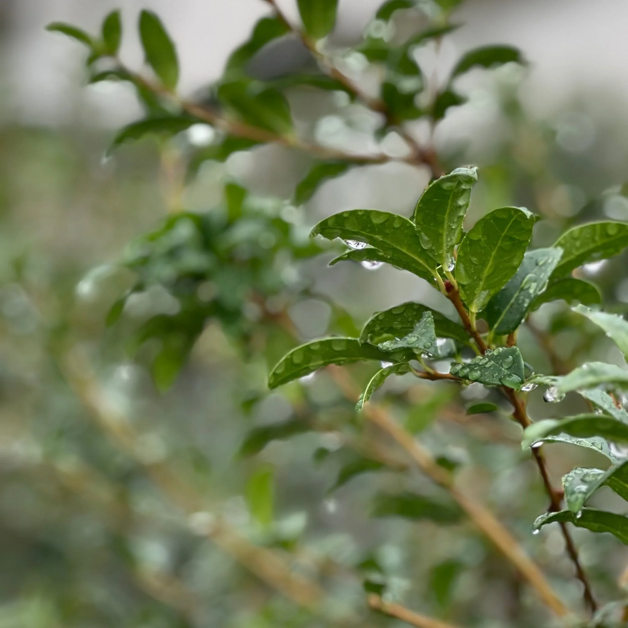 Green, even now. 
Outside my winter studio, this plant is holding on, beaded with cold raindrops, quietly alive. Ordinary Time often feels like this to me: not flashy, not hurried, just steady growth happening beneath the surface.

#CarrotTopStudio #