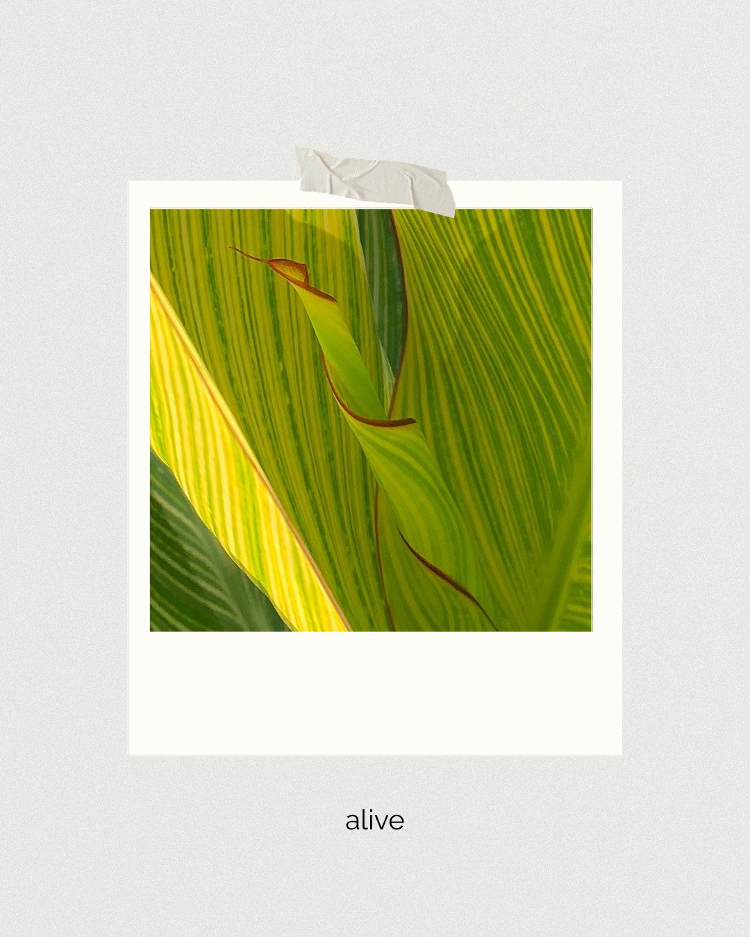 Alive. 💚
These leaves, just beginning to unfurl, feel like Easter to me, life returning in quiet, steady ways. Not rushed, not forced, just rising. A reminder that resurrection doesn&rsquo;t always arrive all at once. Sometimes it shows up gently, l