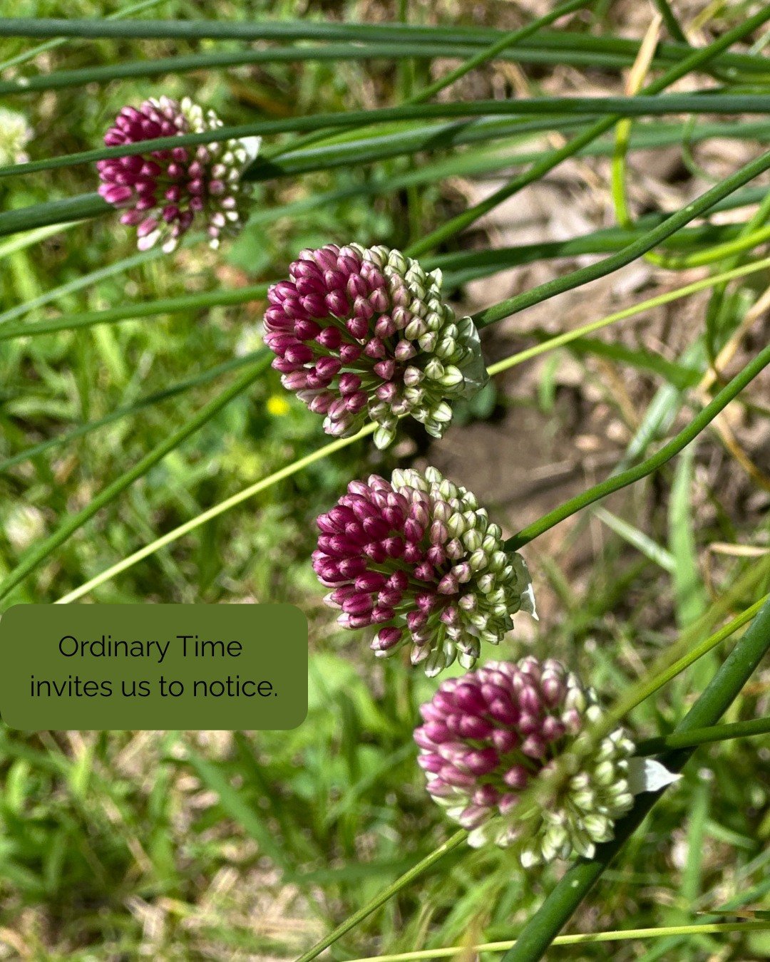 The color on these chive blossoms almost doesn&rsquo;t seem real. 🧡

Ordinary Time invites us to notice.

#CarrotTopStudio #OrdinaryTime #FoundArt #ChiveBlossoms #FaithInColor #EverydaySacred #GardenBeauty #SlowDownCreateConnect #ArtWithHeart