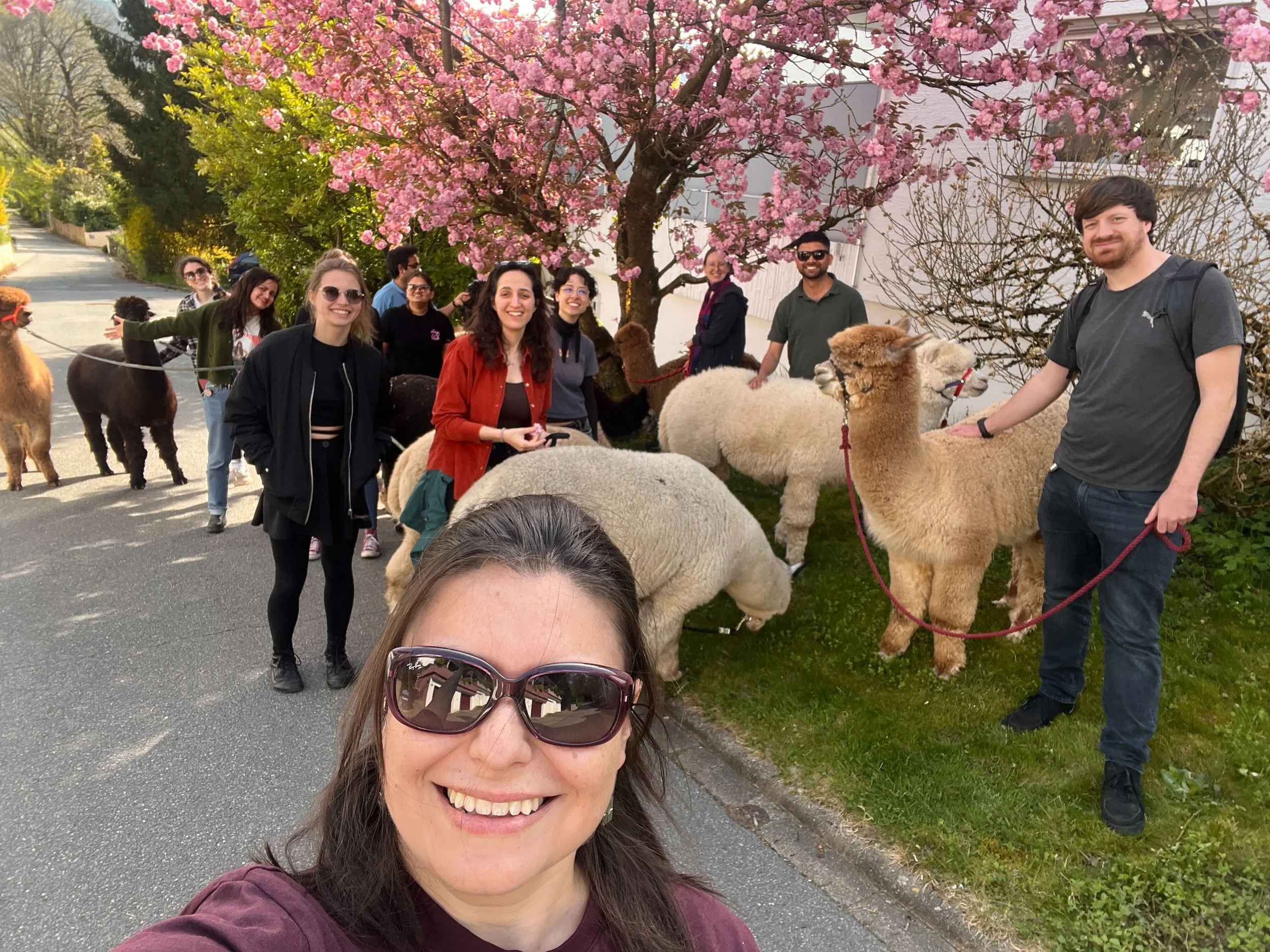Dey lab with alpacas