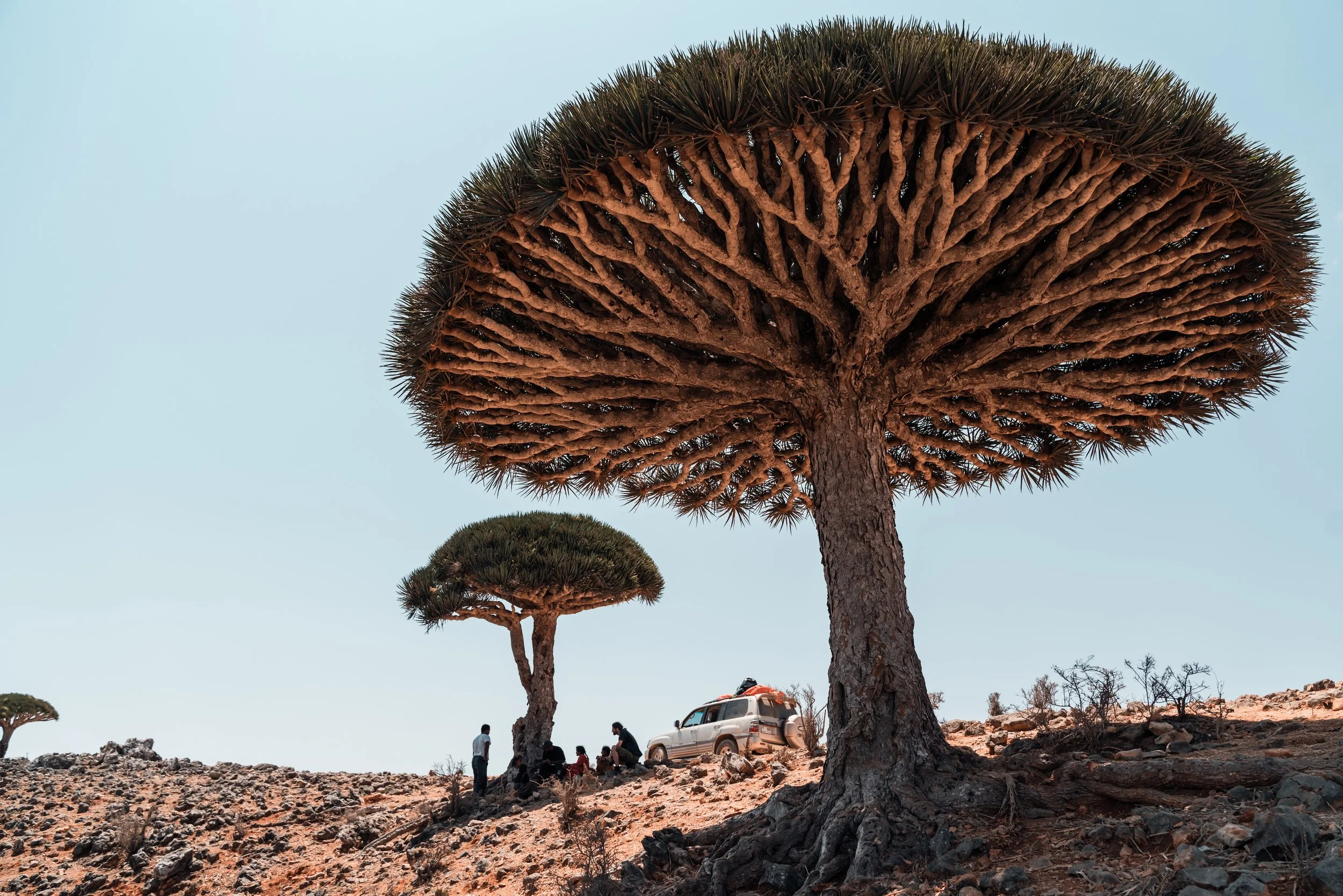 Socotra
