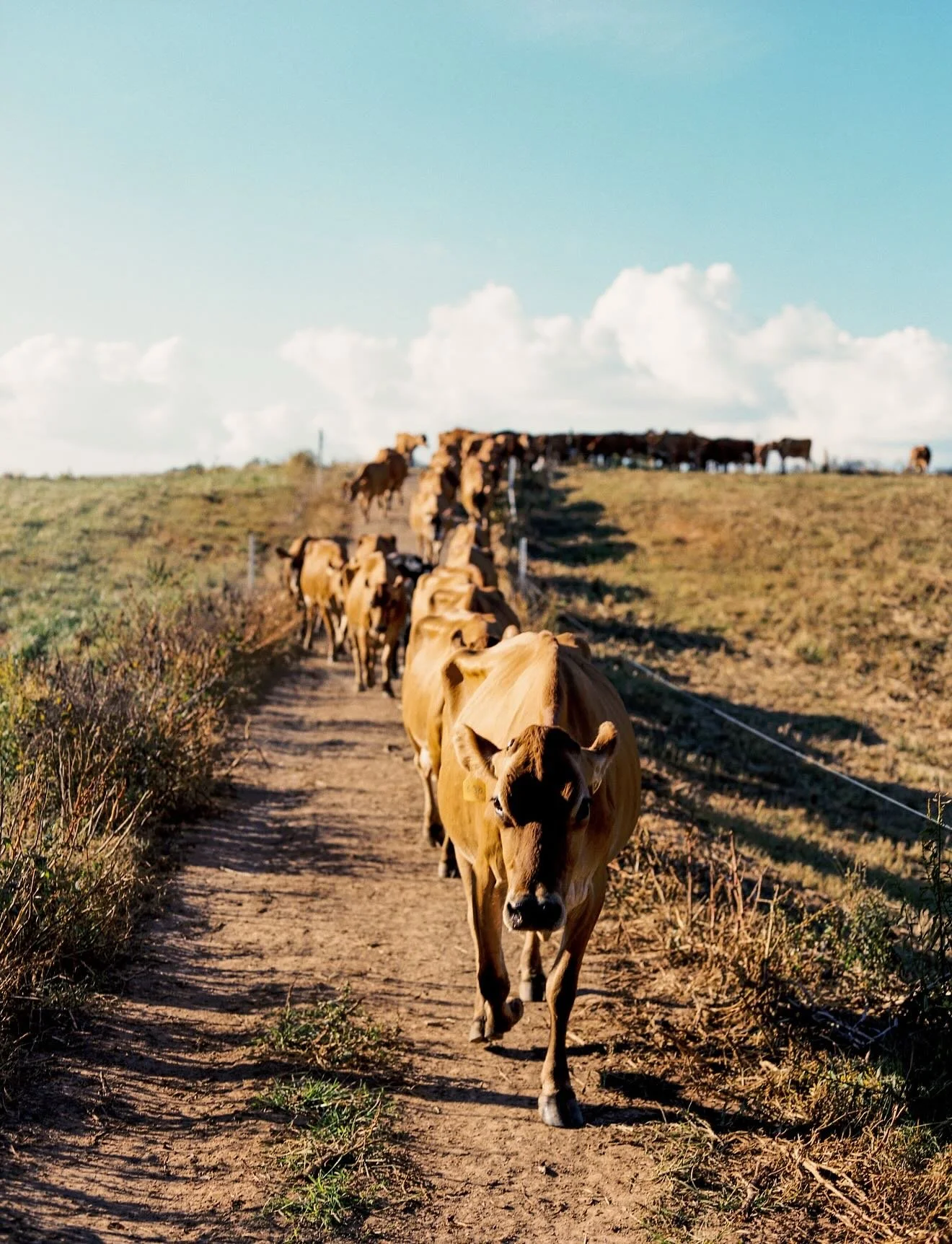 WE&rsquo;RE HIRING! 
Join our Farm crew and be part of an incredible, hard-working team that keeps our farm running strong!

🌅 Dairy Processing Plant Team
5 AM &ndash; 1 PM shift (Monday-Friday) 
&bull;Maintain a clean and sterile environment 
&bull