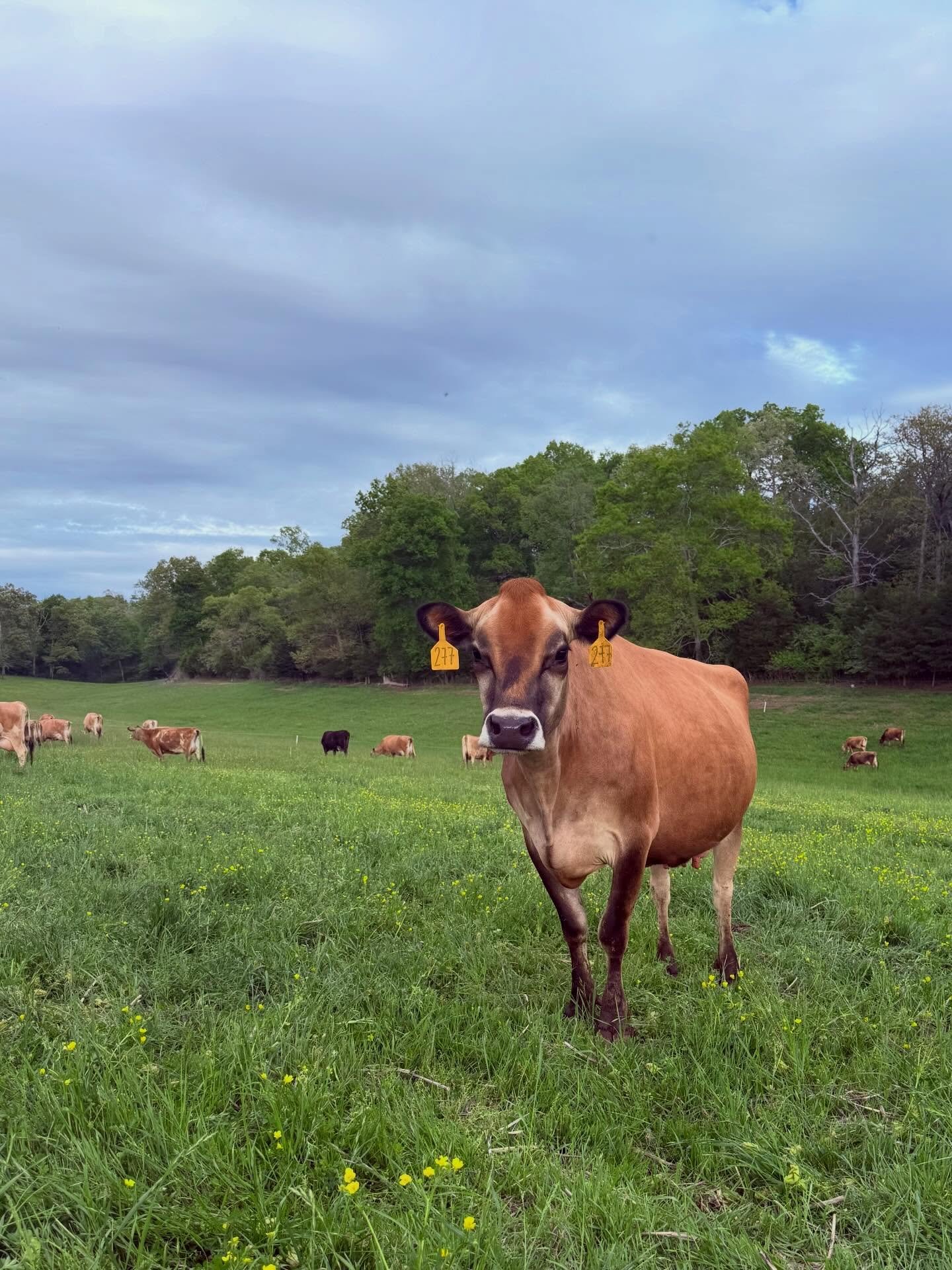 We loved having orientation at the farm this week! 🐮❤️

It was so fun meeting our new team members and for them to get to learn about our ice cream comes from! We are gearing up for summer and would love to add a few more folks into the Cruze Farm f