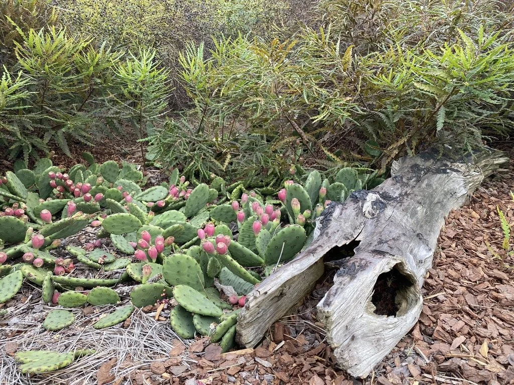 prickly pear and comptonia.jpeg