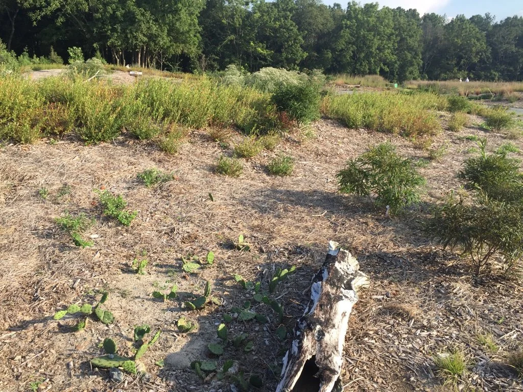 prickly pear after planting.jpeg