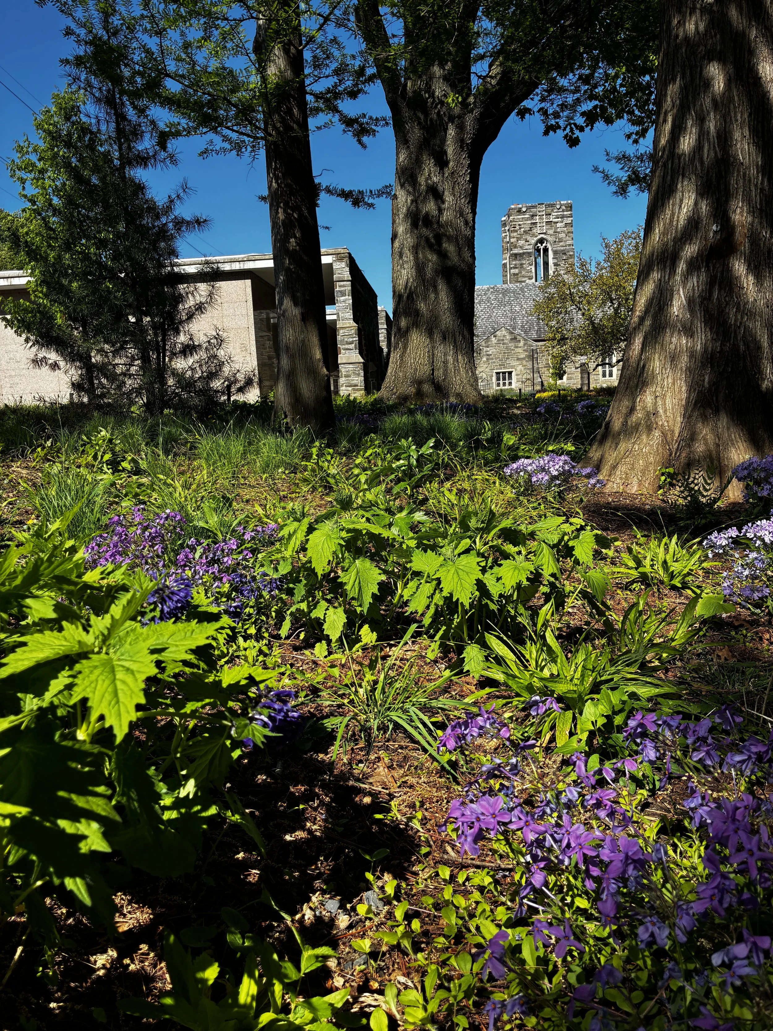 A garden scene showing purple flowers and green foliage, trees with thick trunks, a building in the background, and a blue sky.