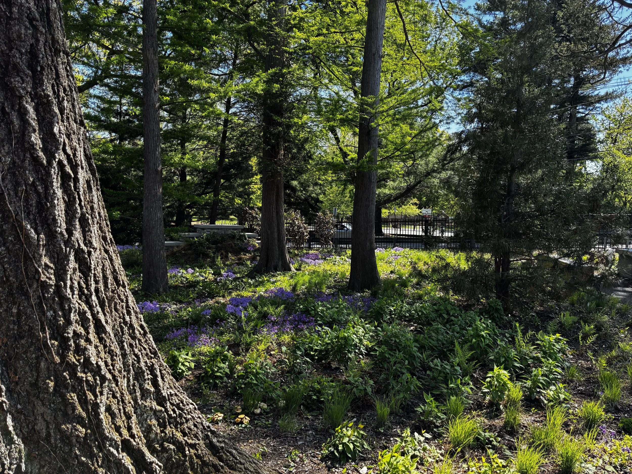 A wooded park scene with tall trees, green foliage, and purple flowers on the ground, with sunlight filtering through the leaves.