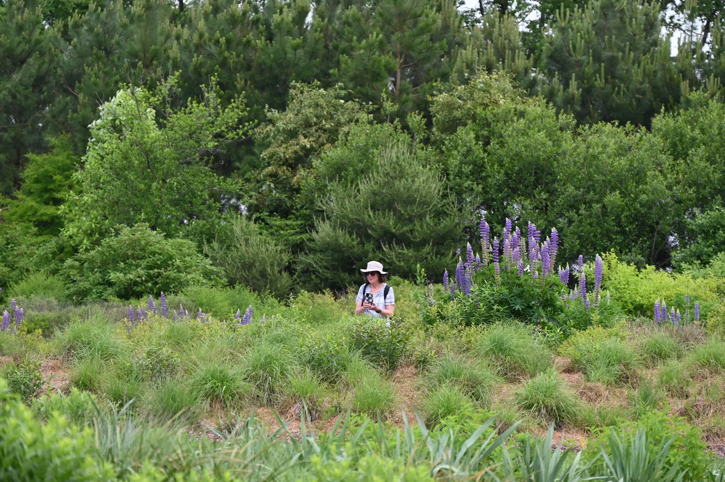 Inland Dunes, Delaware Botanic Gardens