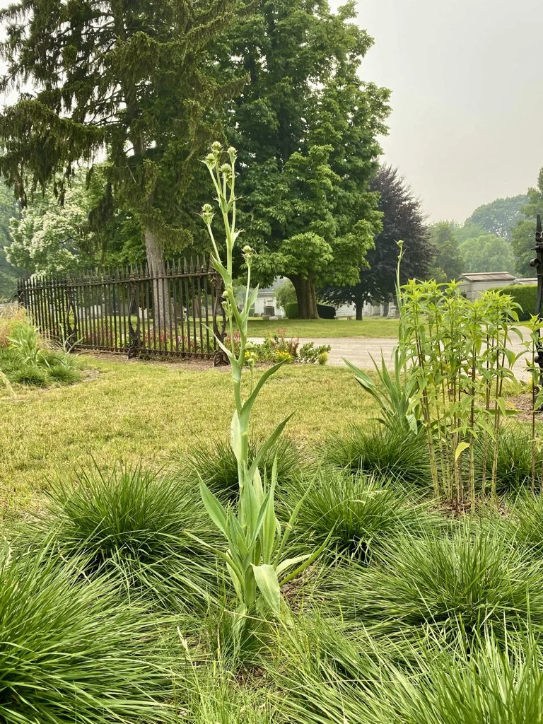 deschampsia_rattlesnake master.jpeg