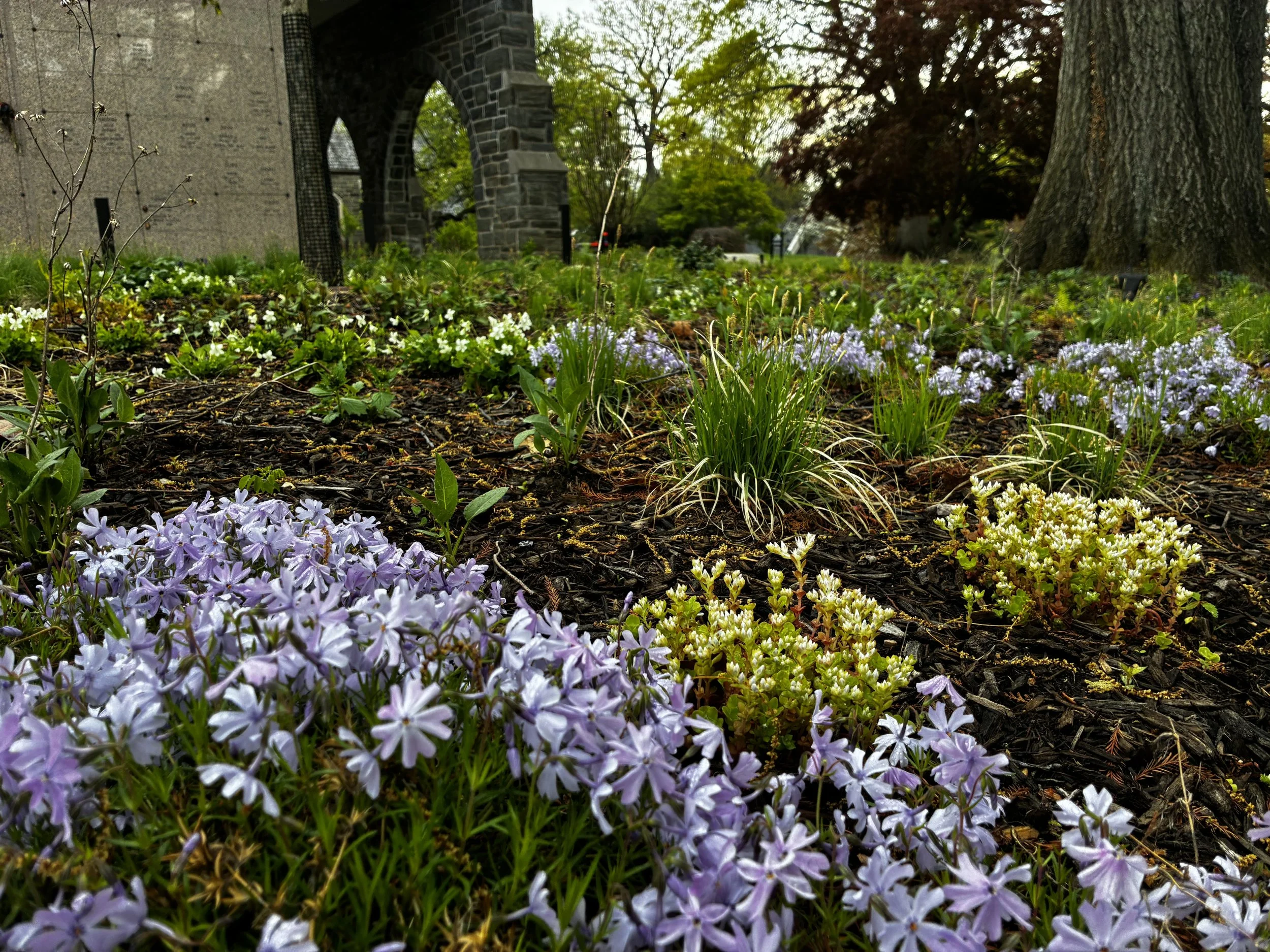 A garden bed with light purple and white flowers, surrounded by green grass and a large tree trunk on the right. In the background, there are stone structures, trees, and a cloudy sky.