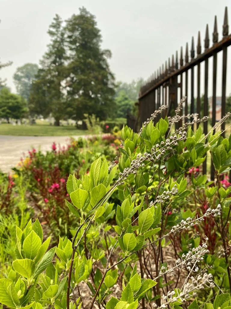 Clethra alnifolia 'Compacta'.jpeg