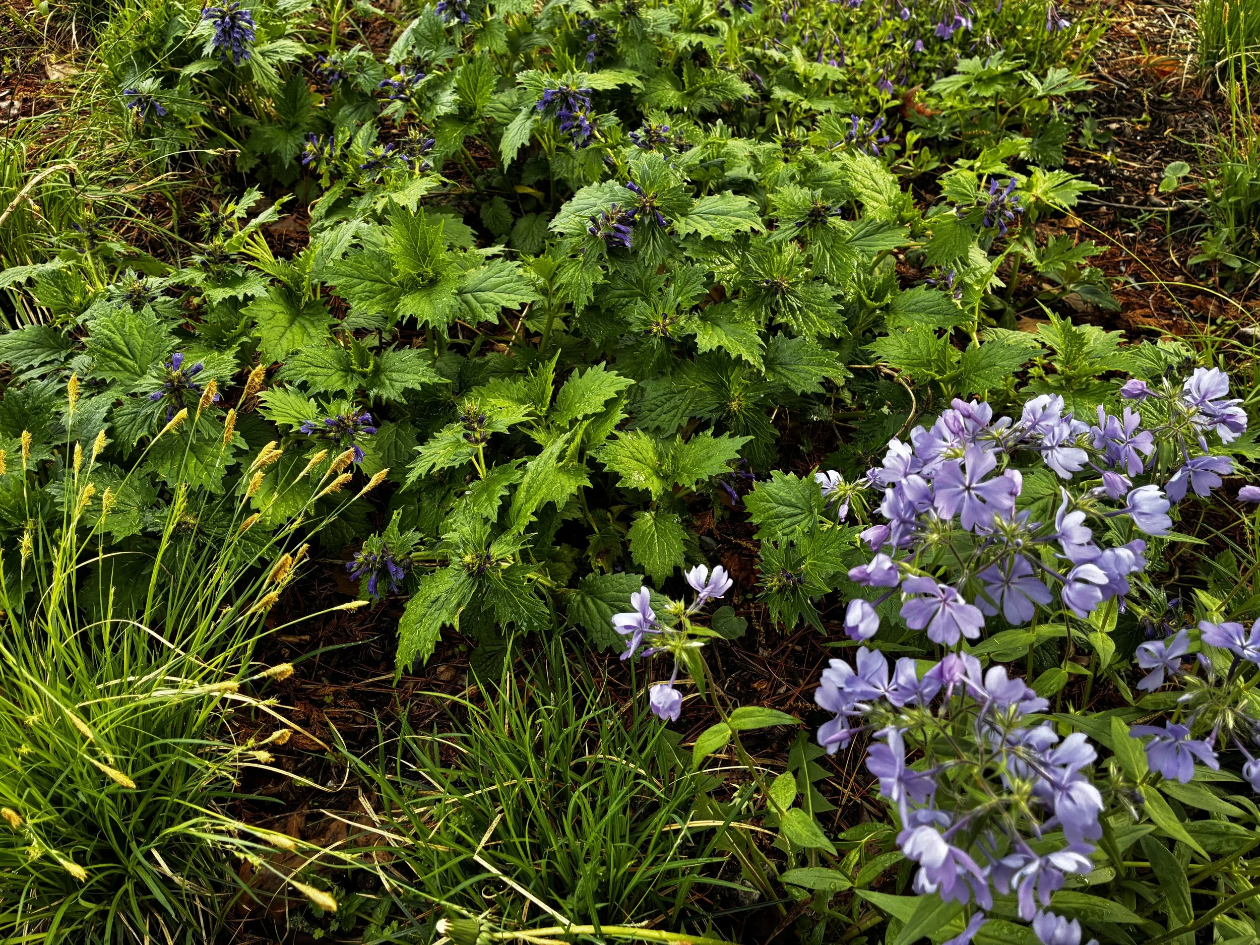 A garden bed with green leafy plants and purple flowers, surrounded by grass and soil.