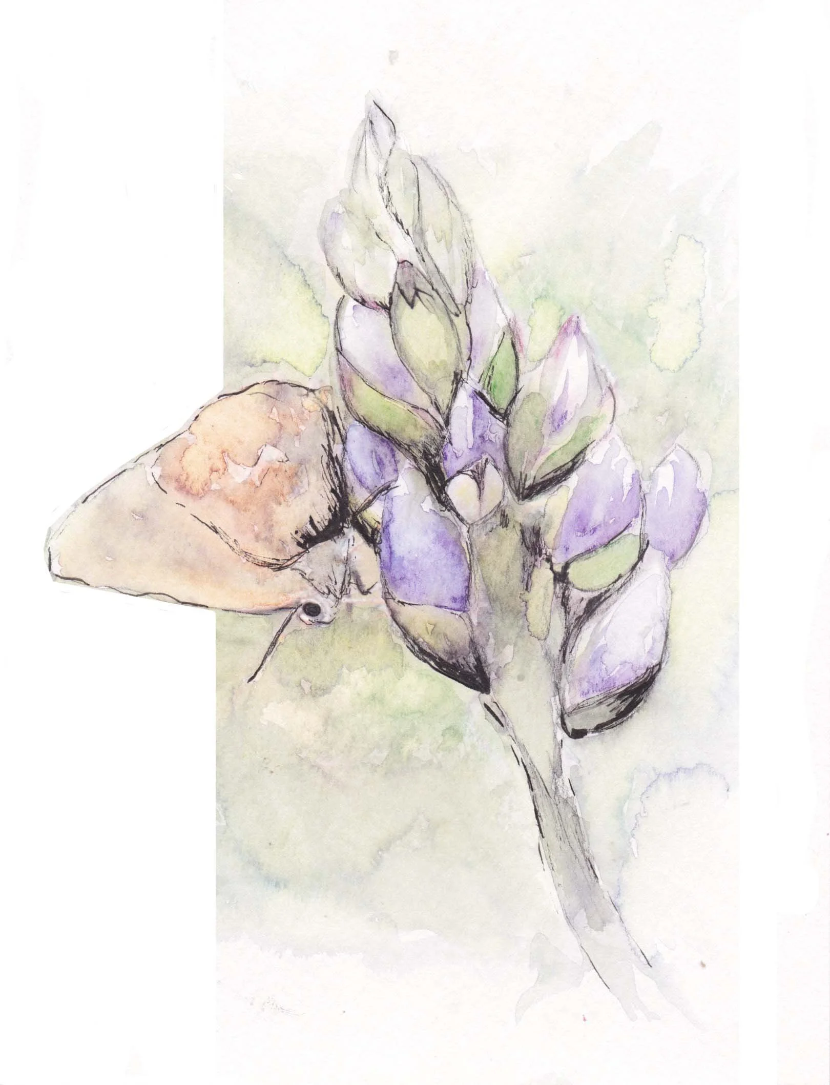 frosted elfrin sketch.jpg