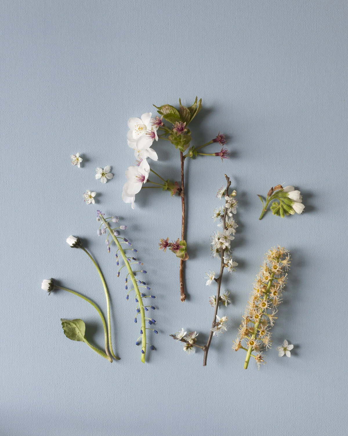 Still life with flowers (colour in nature) fine art photography, modern ...
