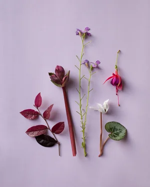 Still life with flowers (colour in nature) fine art photography, modern ...