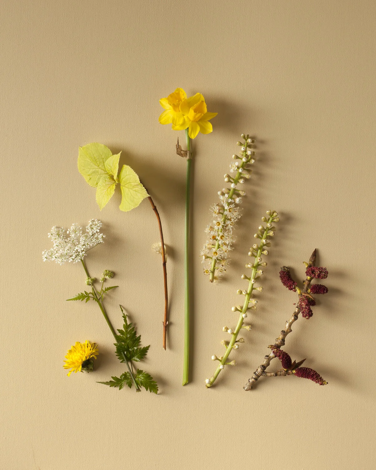Still life with flowers (colour in nature) fine art photography, modern ...