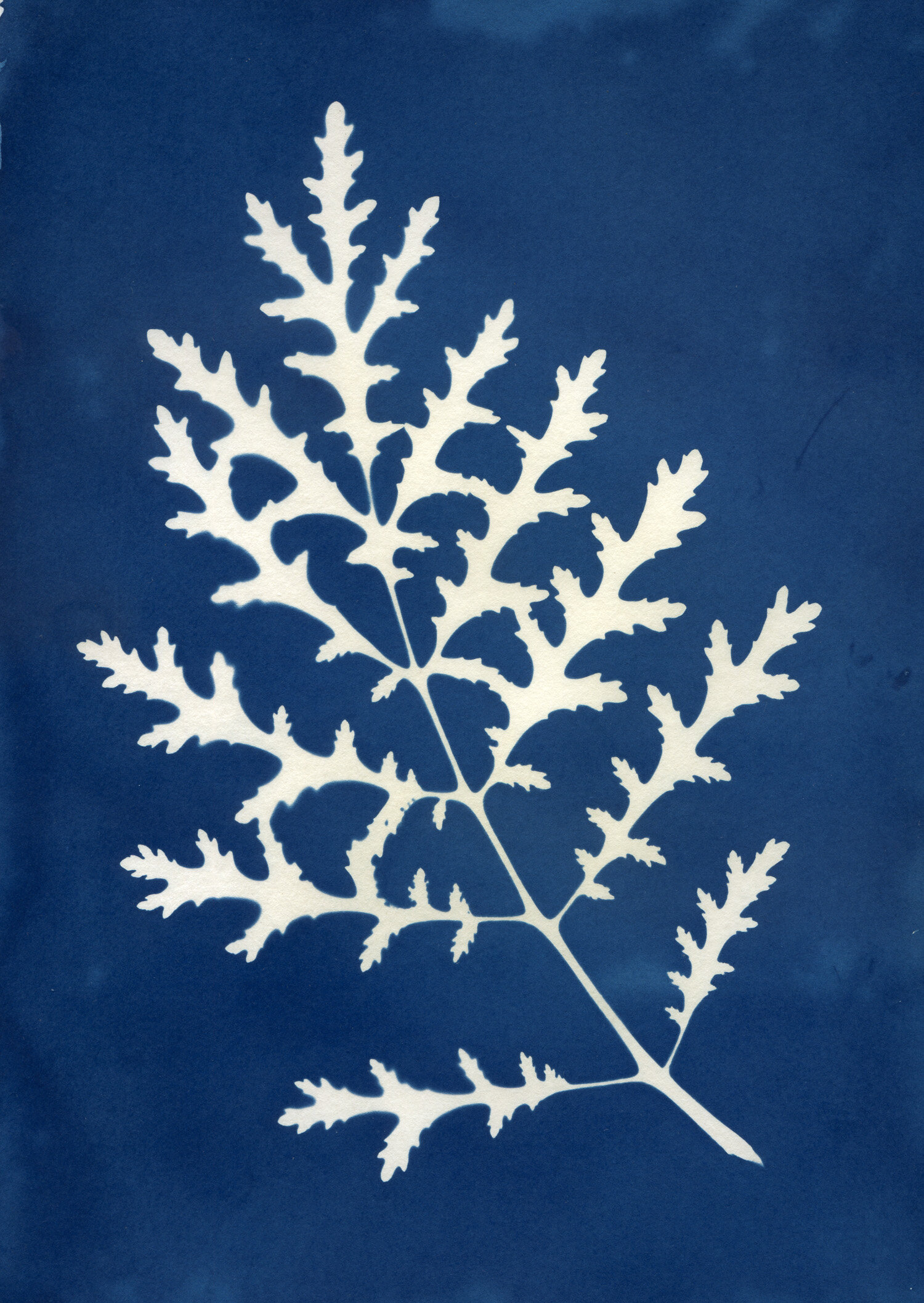EmmaRobinson_GreetingsCards_Cyanotypes-wildflower-leaf-web-002.jpg