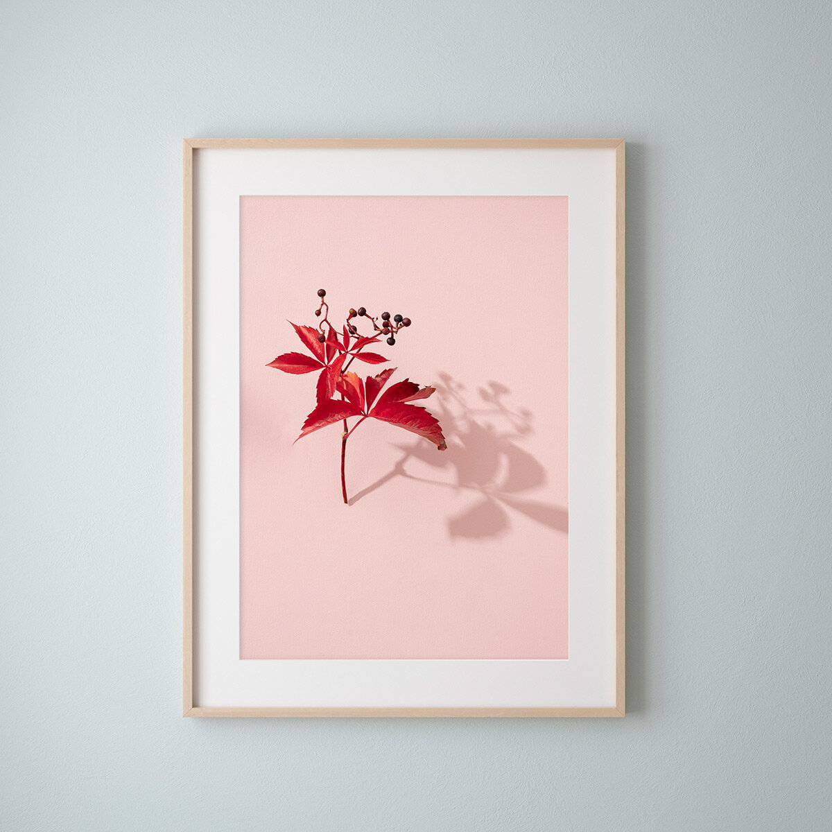 EmmaRobinson-LittleTrees-VirginiaCreeper-picture-frame.jpg