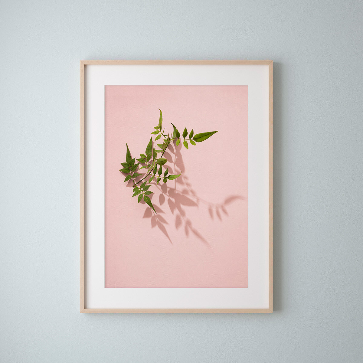 Sun, Shadows and Little Trees - Jasmine on Pink. Fine Art Giclee Print. Vibrant colours.