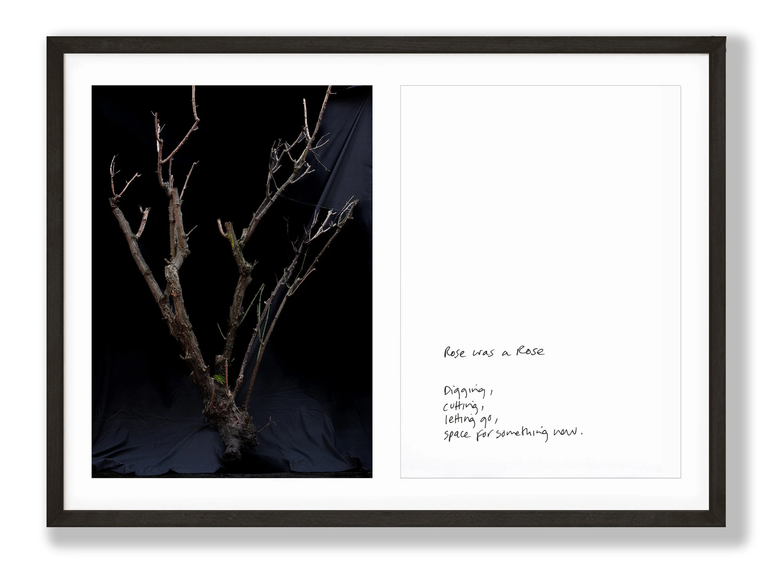 a framed botanical photograph of a cut down rose bush, bare branches with no leaves or flowers, against a black background