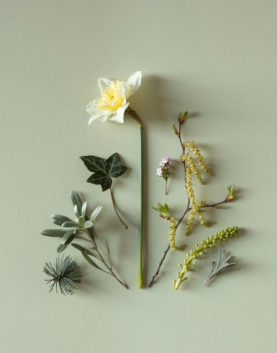 Still life with flowers (colour in nature) fine art photography, modern ...