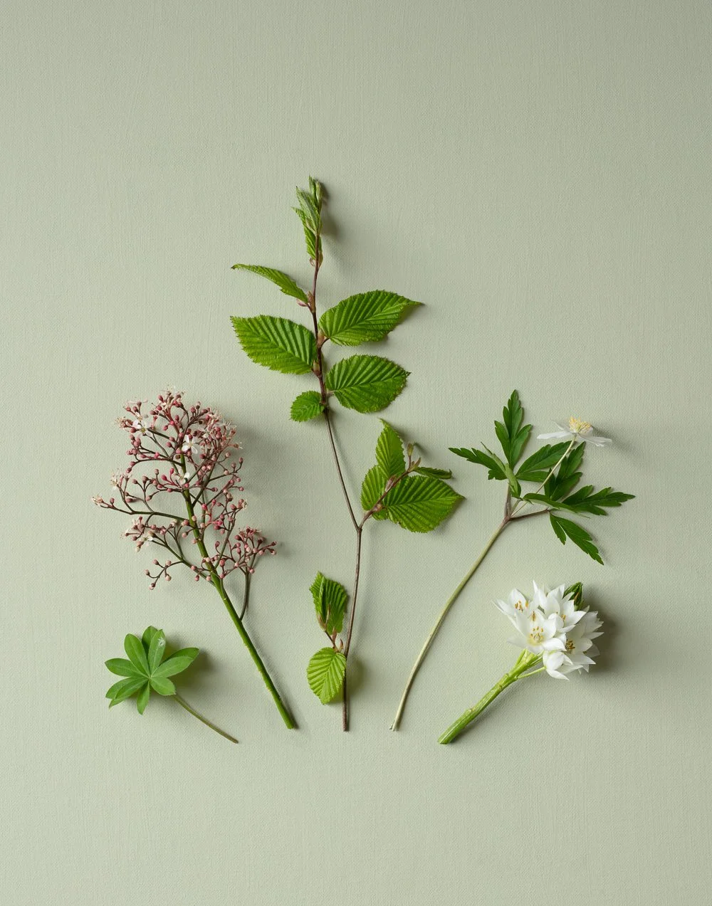 Still life with flowers (colour in nature) fine art photography, modern ...
