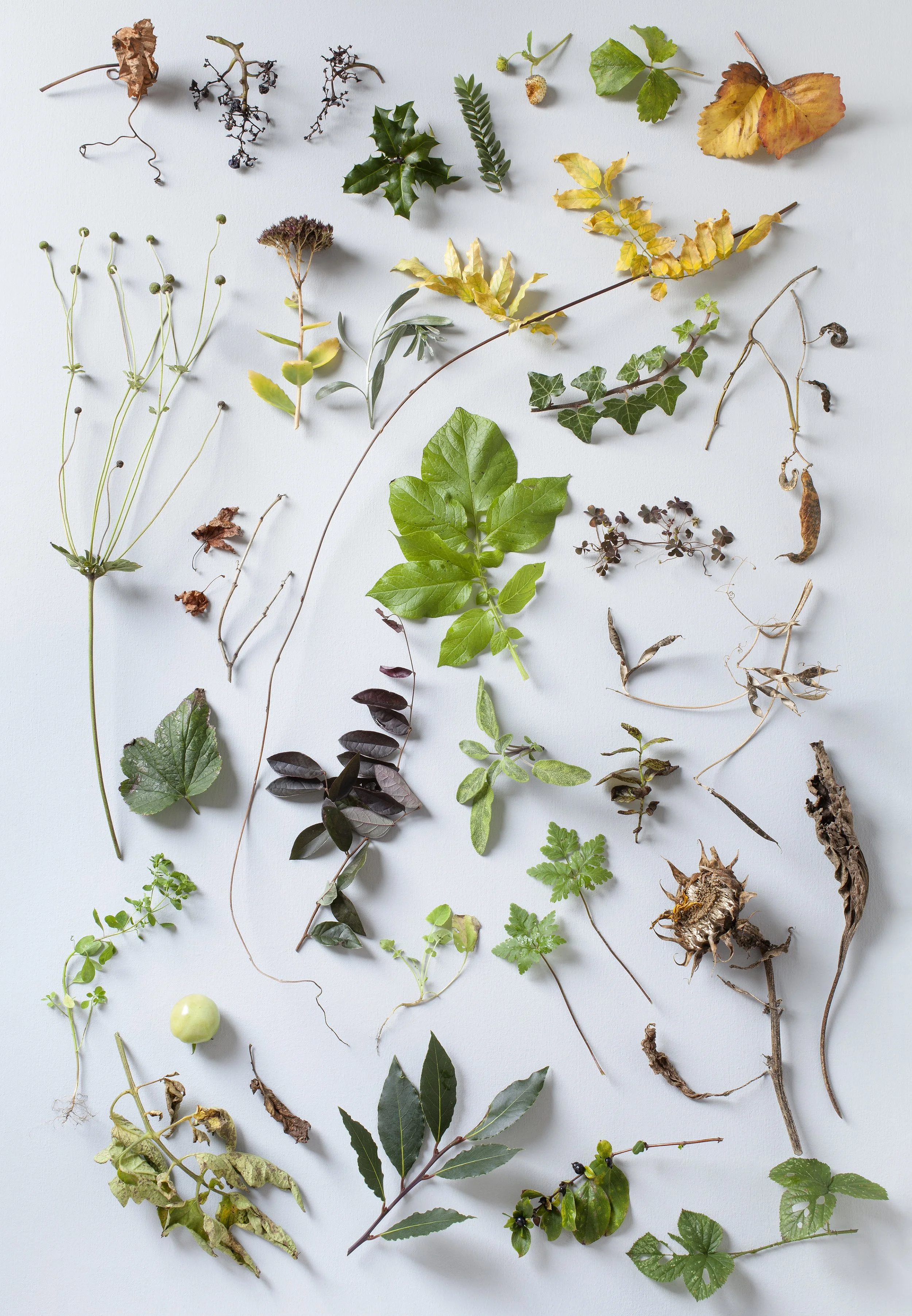 photograph of various plant cuttings which have been collected from my garden during the month of November