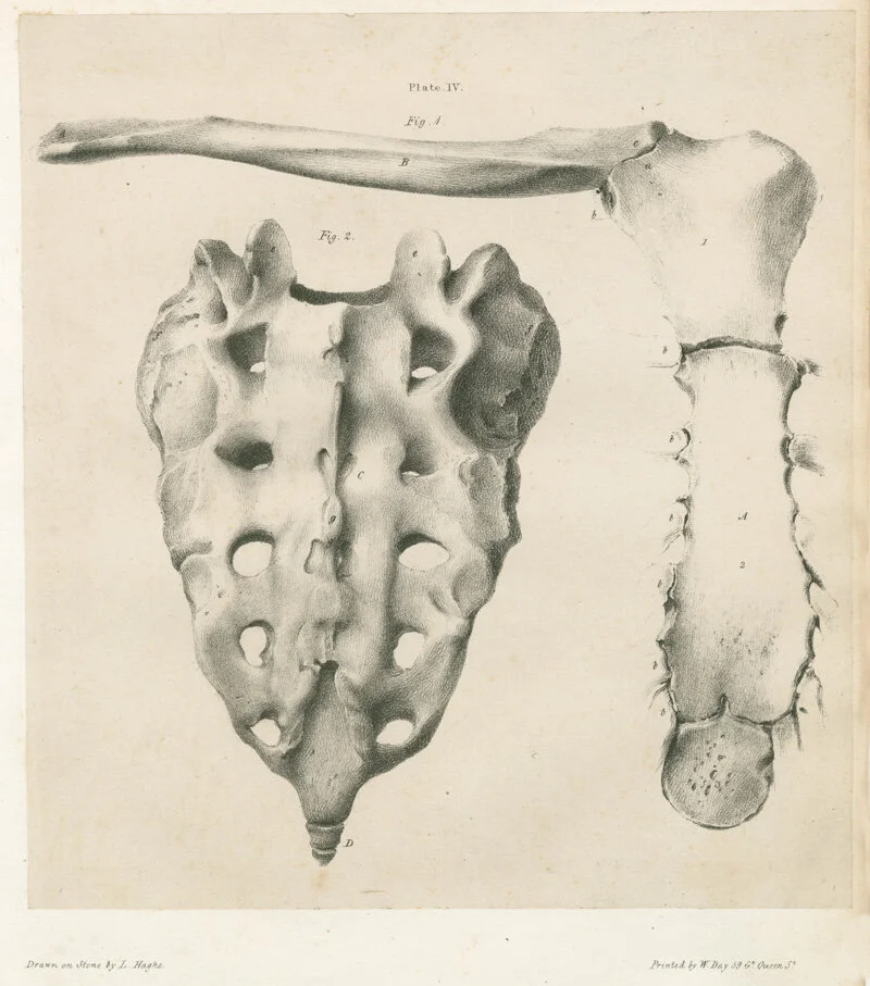anatomy by george simpson bones plate iv .jpg