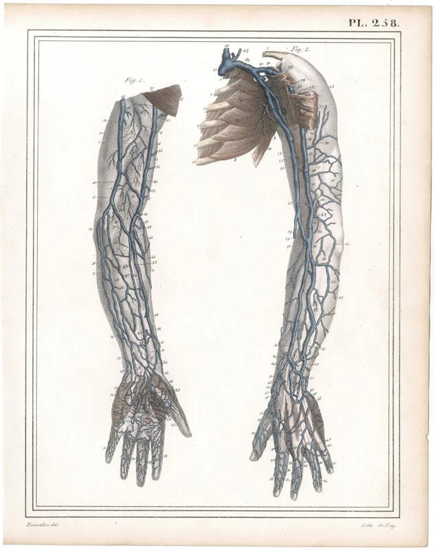 anatomy pl 258 jules cloguet.jpg