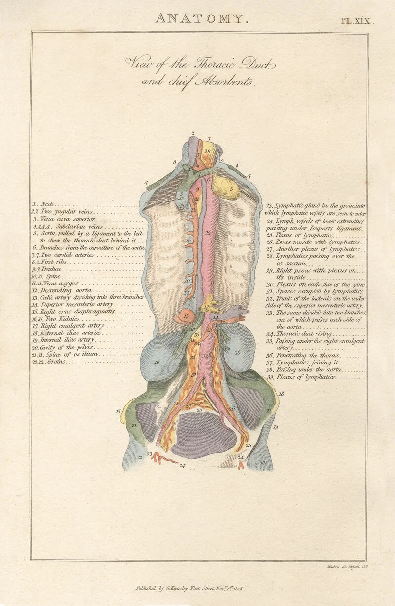 anatomy plate XIX-view of the thoracic duct and chief absorbents.jpg