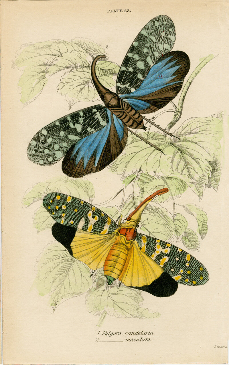 falgora candelaria plate 23 jardine bug.jpg