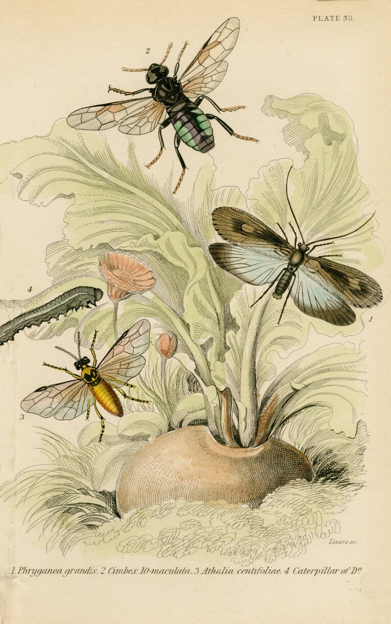 Bug plate 30 phryganea gradis jardine.jpg