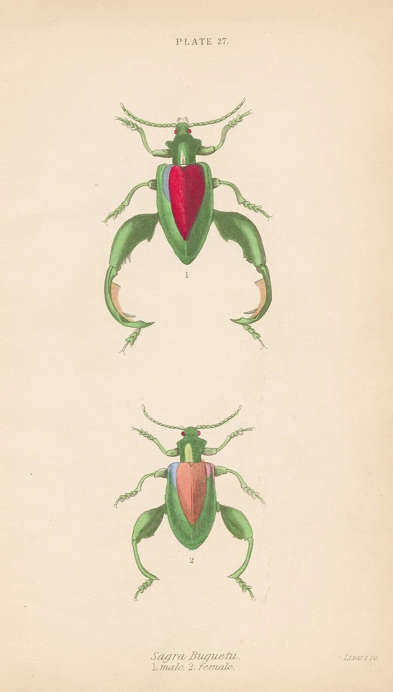 bugs 27.jpg
