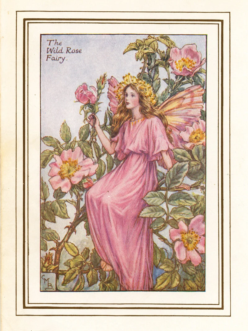 THE WILD ROSE FAIRY.jpg