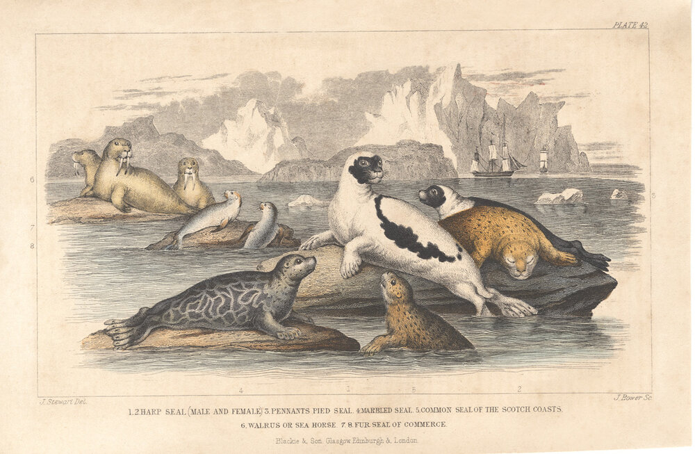 seals plate 42.jpg