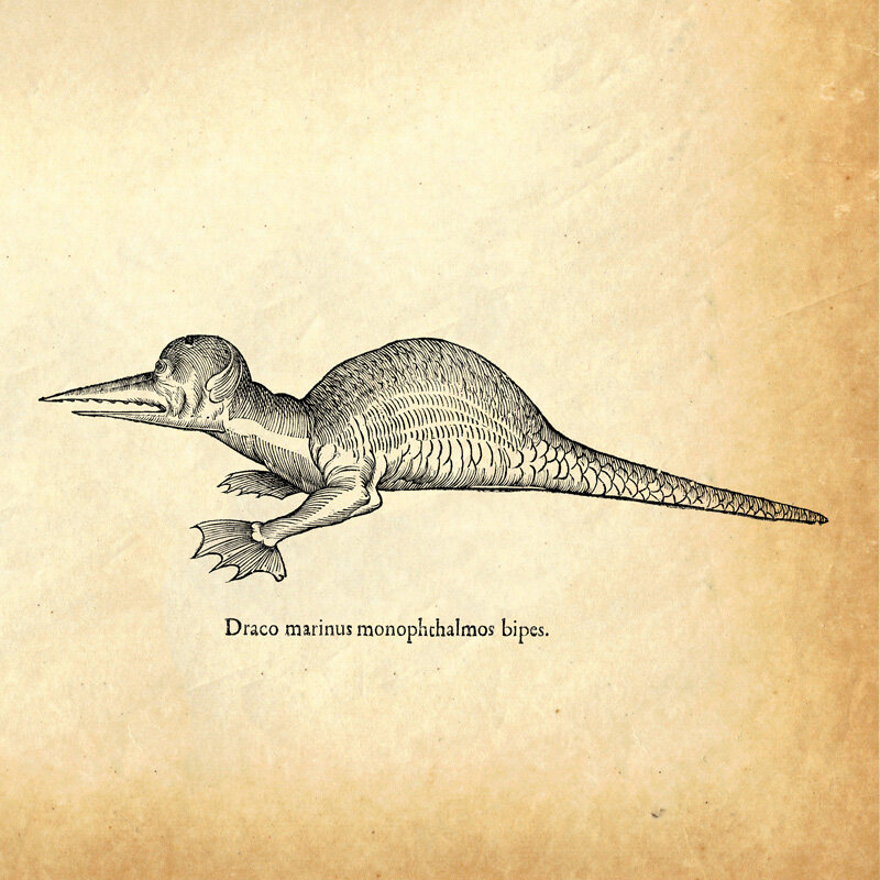 DRACO MARINUS MONOPHTALMUOS BIPES.jpg