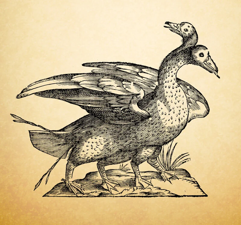 TWO HEADED- FOUR LEGGED BIRD.jpg