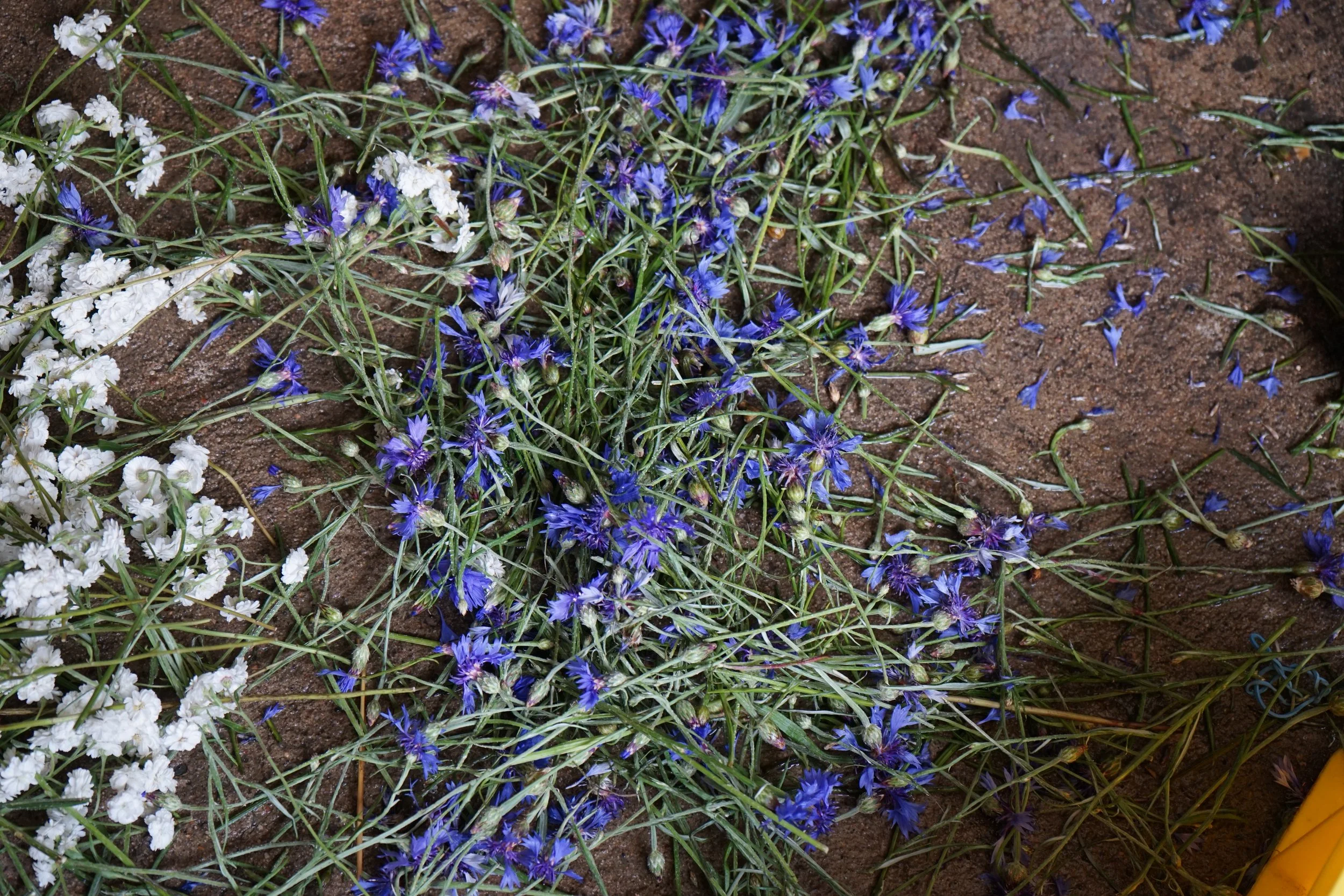 Foto: Helmut Welte, Wiesenfest 2019, Reste nach dem Bogenbinden