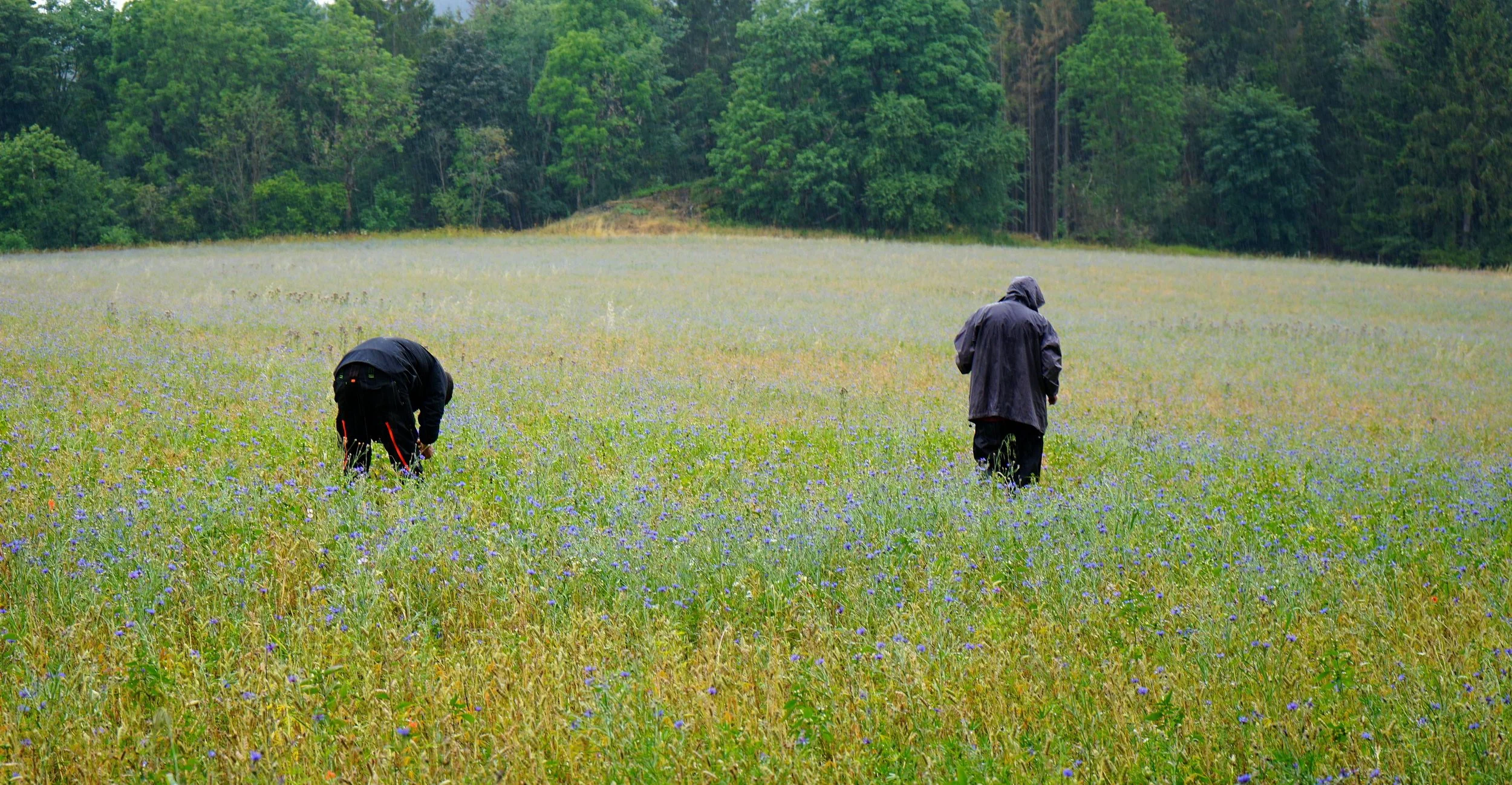 Foto: Helmut Welte, Wiesenfest 2019; das ist der Beginn....