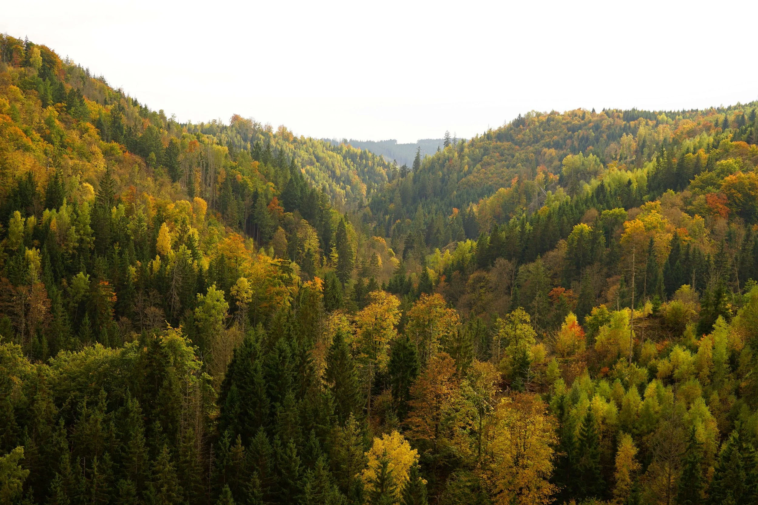 Foto : Helmut Welte; 20.10.2025... das Höllental