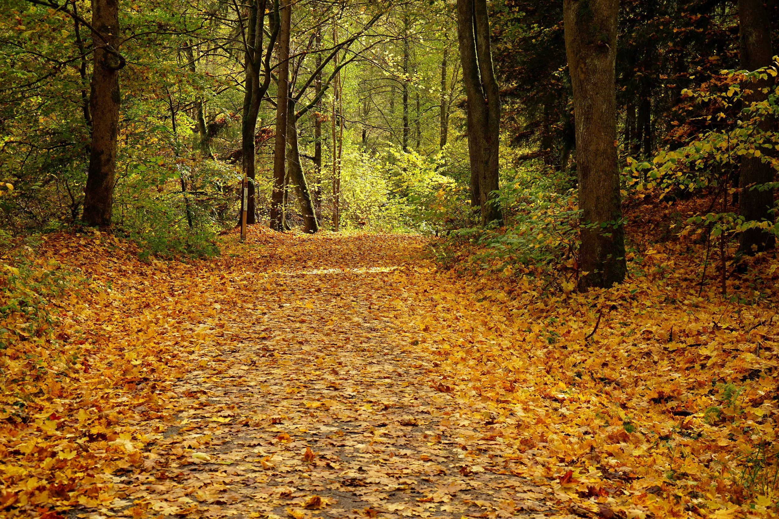 Foto: Helmut Welte; 20.10.2025
im Höllental