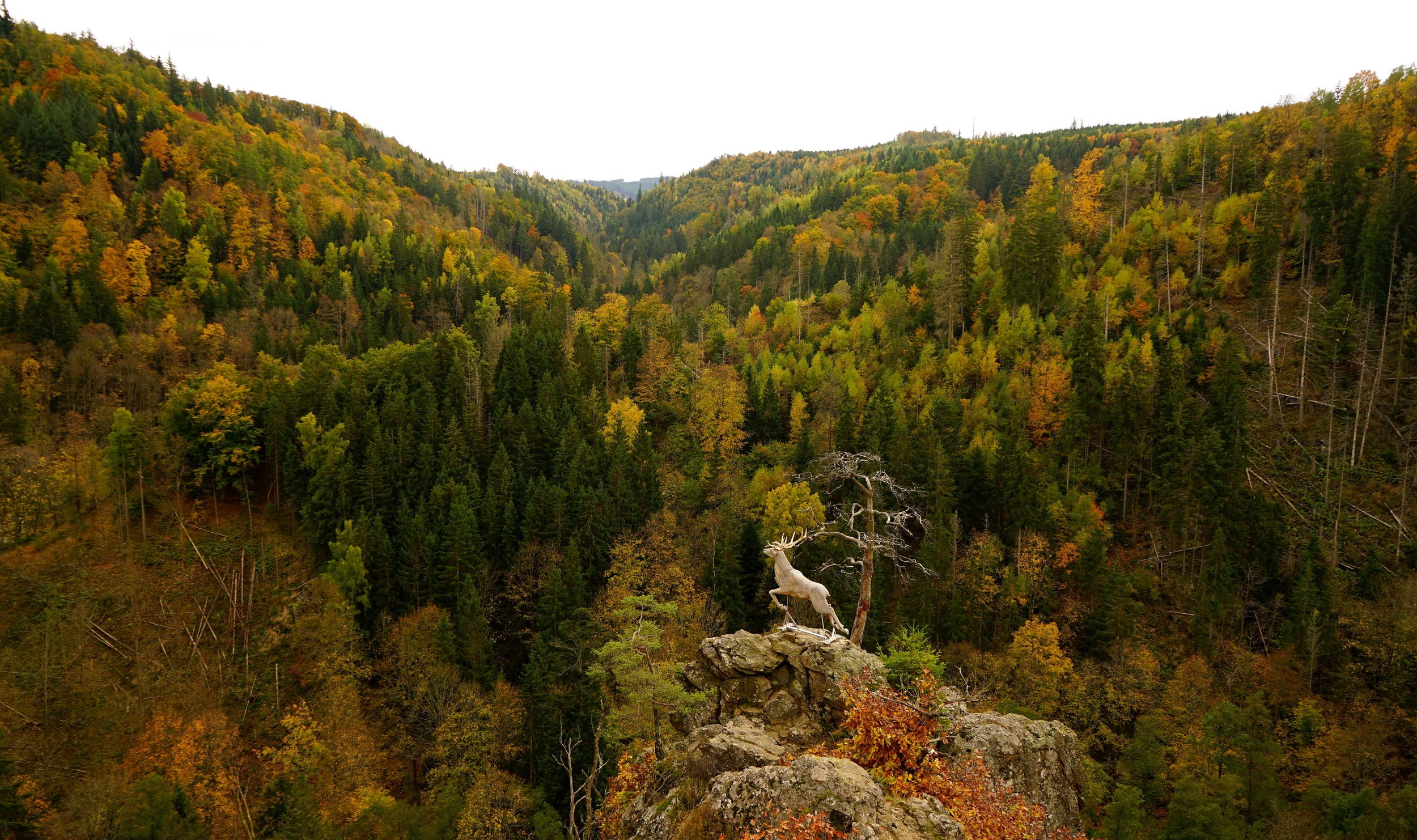 Foto: Helmut Welte: 20.10.2025
Hirschsprung