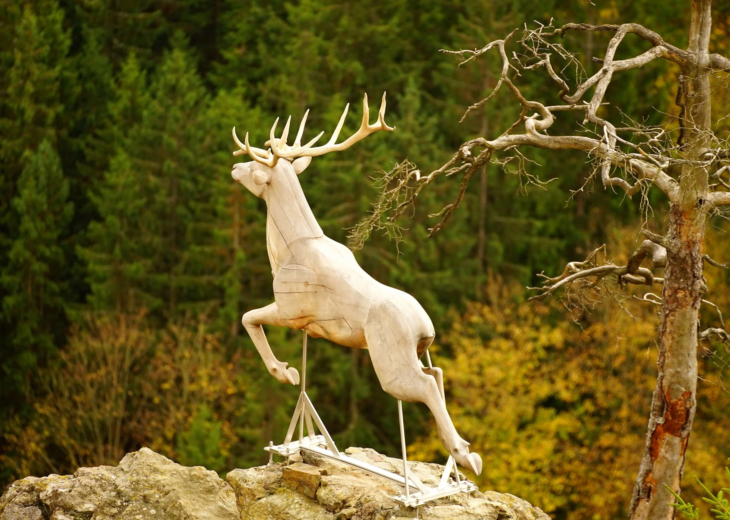 Foto: Helmut Welte; 20.10.2025
der "neue" Hirsch