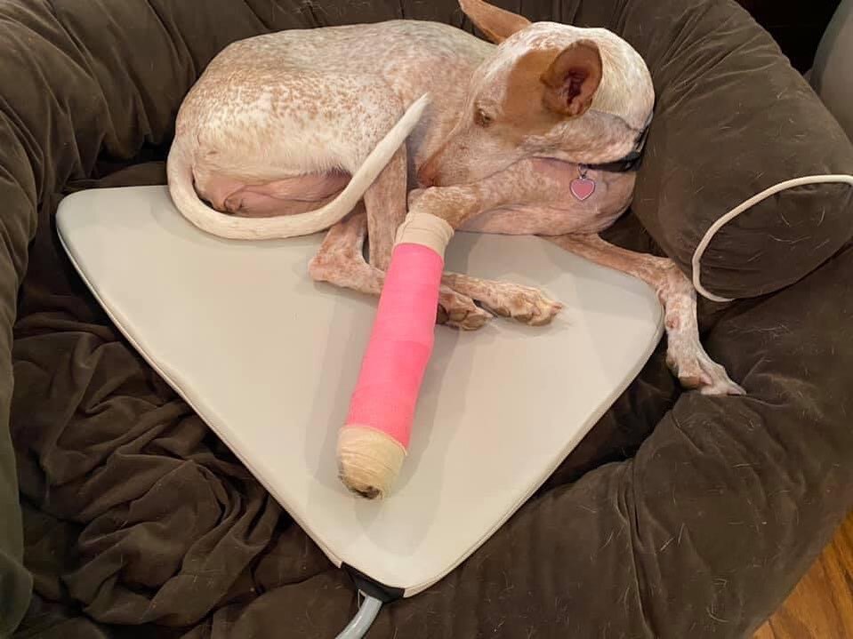 Sweet Lina was recovering from surgery in this picture from last July were there were 3 cancer tumors removed. So grateful Dr. Brianna Horricks entrusted me to help treat her and help speed up her recovery!